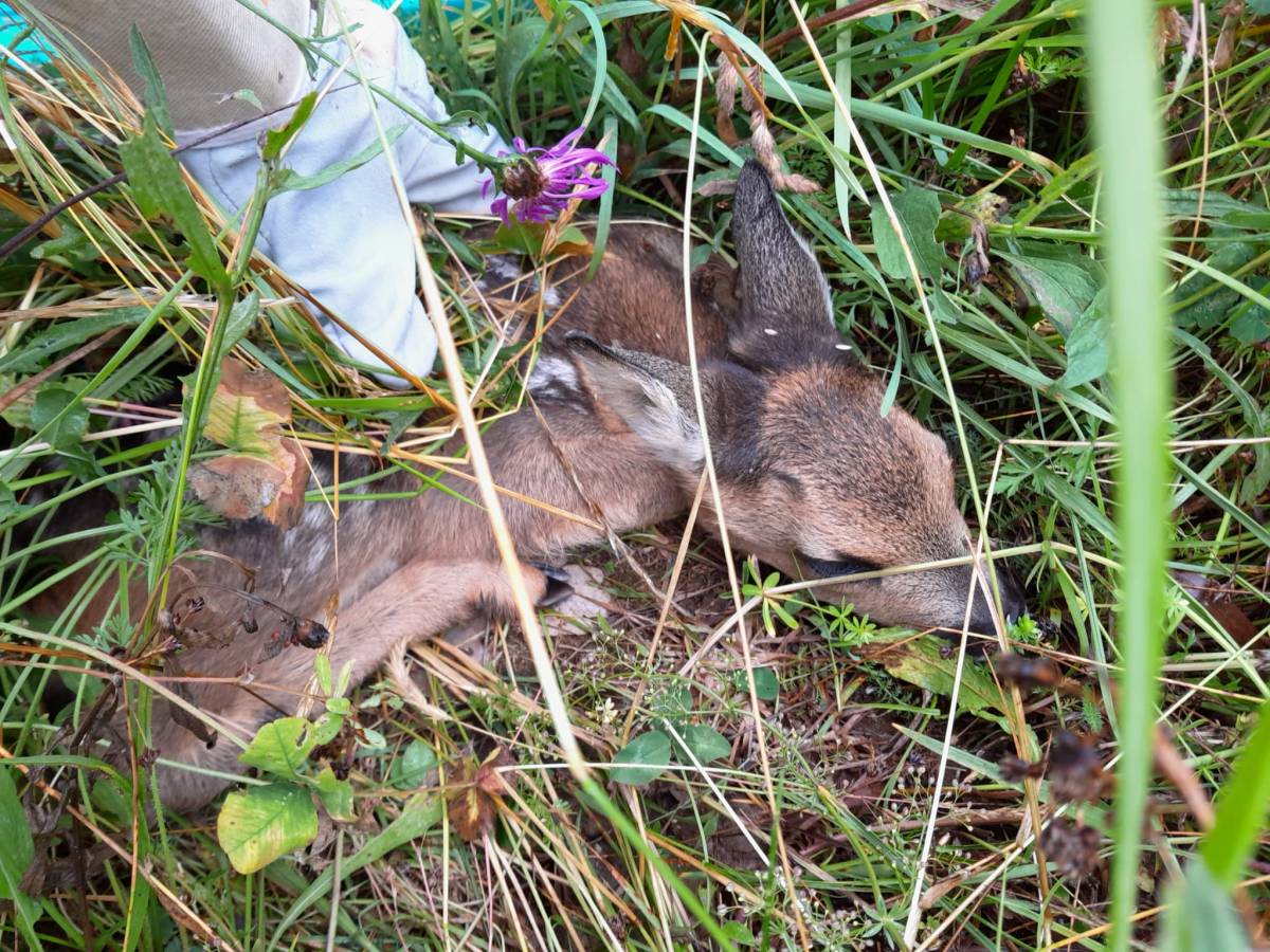Rehkitzrettung mit der&nbsp;Drohne