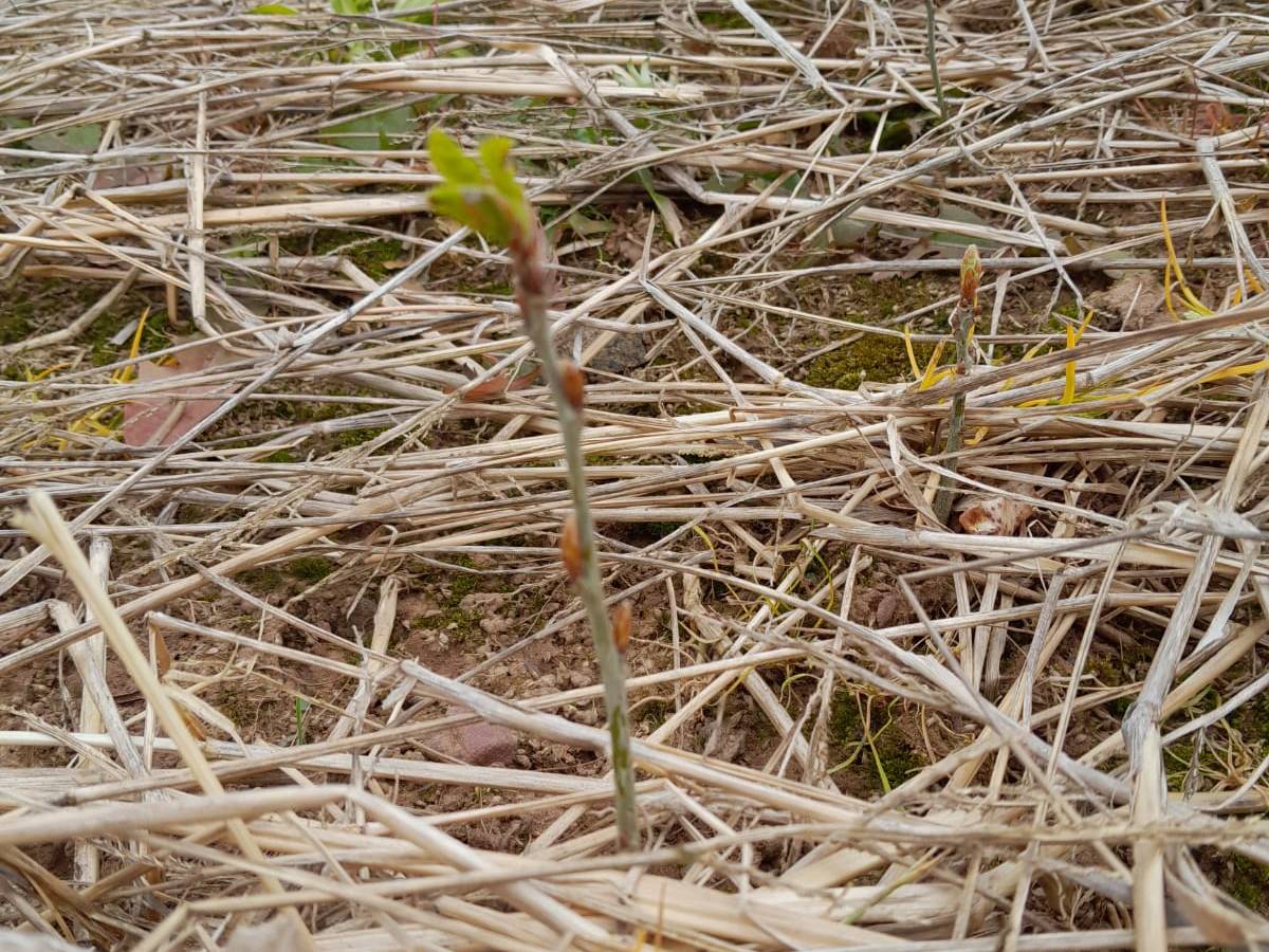 Experimentelle Eichen-Anpflanzung!