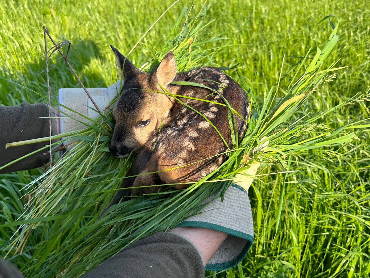 Mähsaison im Blick: erfolgreiche Rettungsaktion von 11&nbsp;Rehkitzen