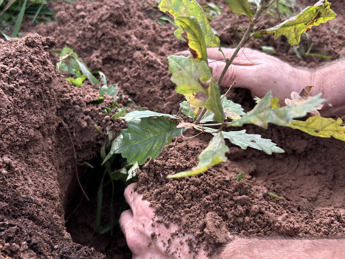 Unsere Eichen sind&nbsp;gewachsen!