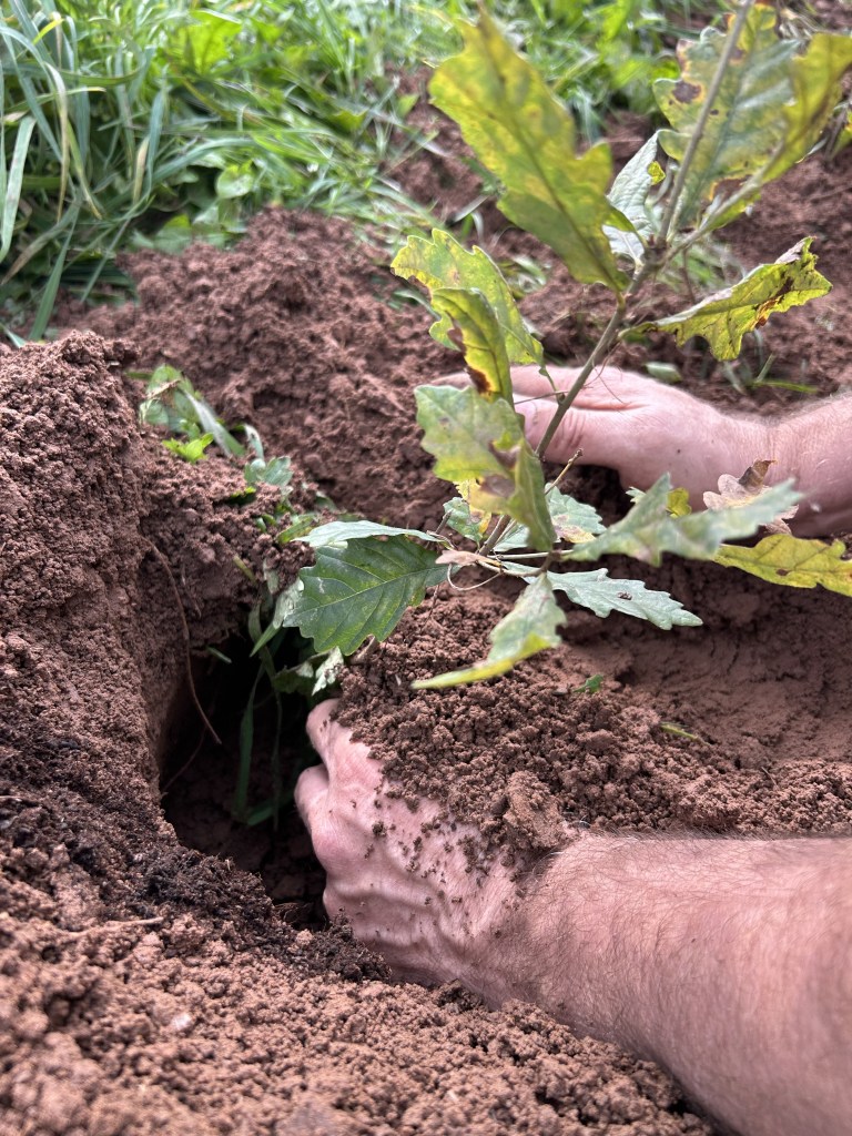 Unsere Eichen sind&nbsp;gewachsen!