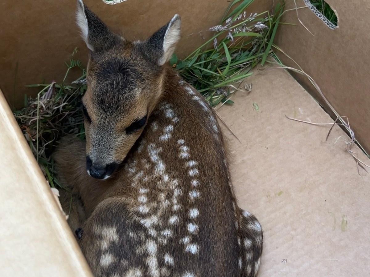 Rehkitzrettung 2025: Tierschutz auf 350 Hektar&nbsp;Wiesen